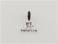 藏品(叩頭蟲(2))的圖片